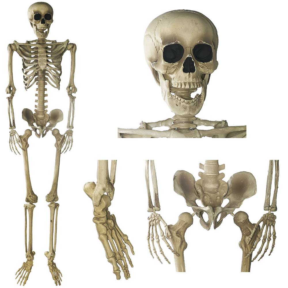 Image Result For Halloween Skeleton Decoration